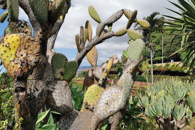 Madeira Highlights: Toboggan, Garden & Cable Car (All-Inclusive) - Is $199.13 per person fair?