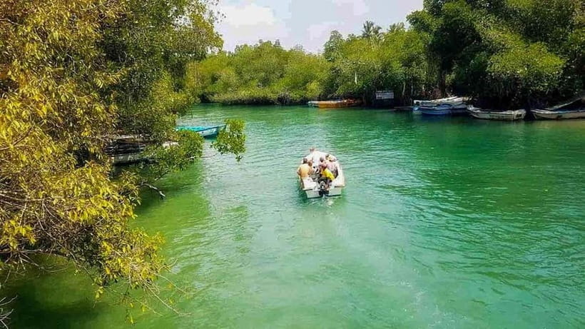 Madu River Boat Tour and Cinnamon Garden visit - The cinnamon island stop