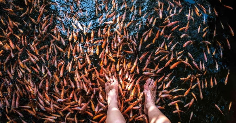 Madu River Boat Tour and Cinnamon Garden visit - Pickup problems and meeting-point advice