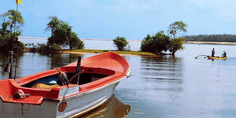 Madu River Boat Tour and Cinnamon Garden visit - Why the mangroves matter