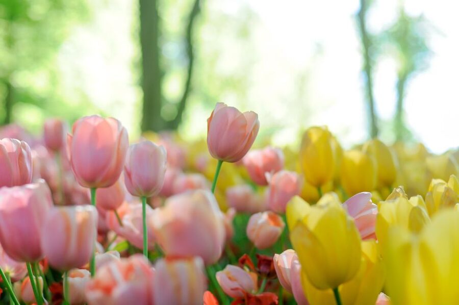 Magical Delft and the Keukenhof Estate: Tulips Galore - The coach ride through South Holland