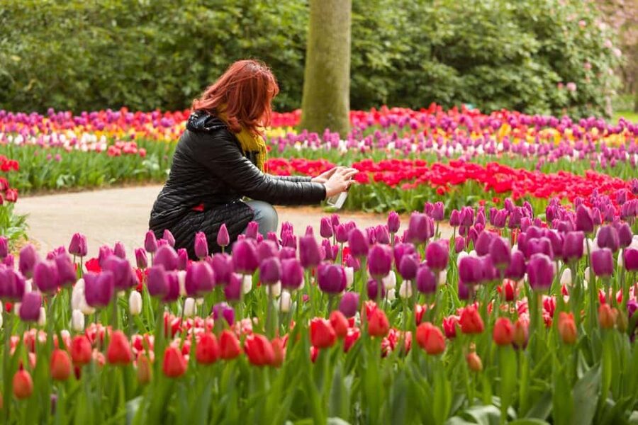 Magical Delft and the Keukenhof Estate: Tulips Galore - The practical tradeoffs before booking