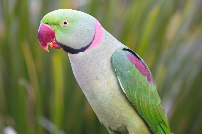 Maleny Botanic Gardens Bird Aviary Experience Ticket - Planning your time from one to four hours