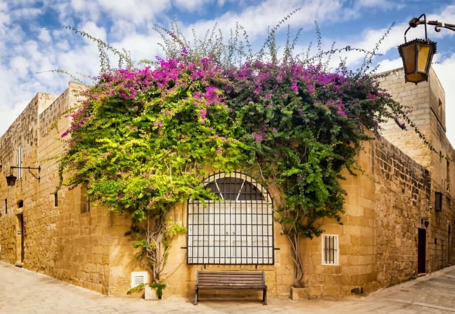 Malta: Mdina, Dingli Cliffs and San Anton Botanical Gardens - Who should book this tour