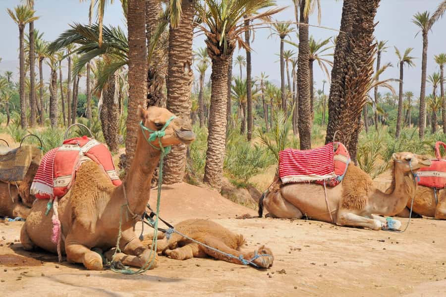 Marrakech: Majorel Garden, Camel ride in Palmerai, City trip - Key points to know before booking