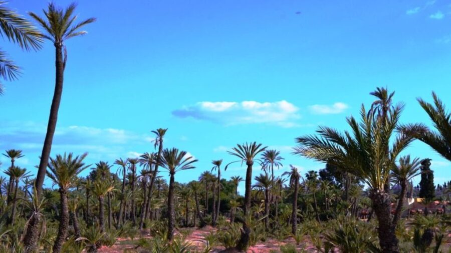 Marrakech: Majorelle Garden Entry Tickets Online - Key points to know before you go
