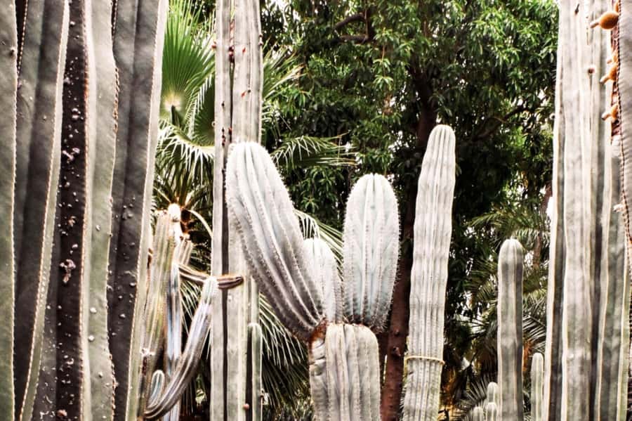 Marrakech: Majorelle Garden, YSL, and Berber Museum Entry - Key points at a glance