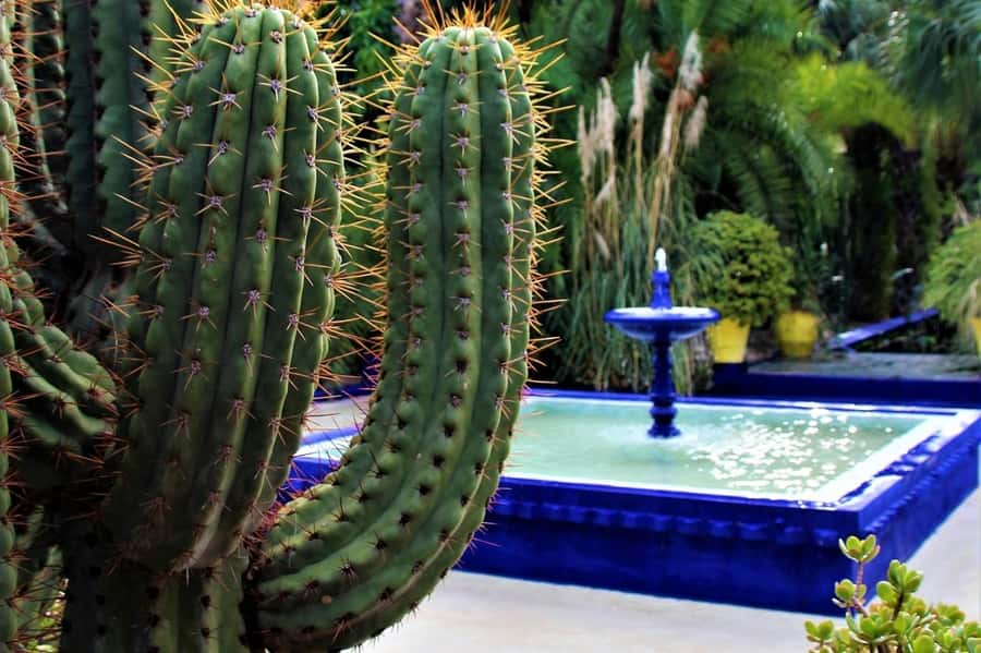 Marrakech: Majorelle Garden, YSL, and Berber Museum Entry - Three Marrakech sights with three different moods