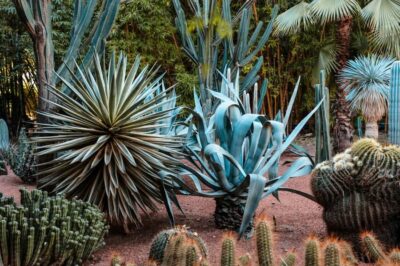 Majorelle Garden, YSL, and Berber Museum Entry