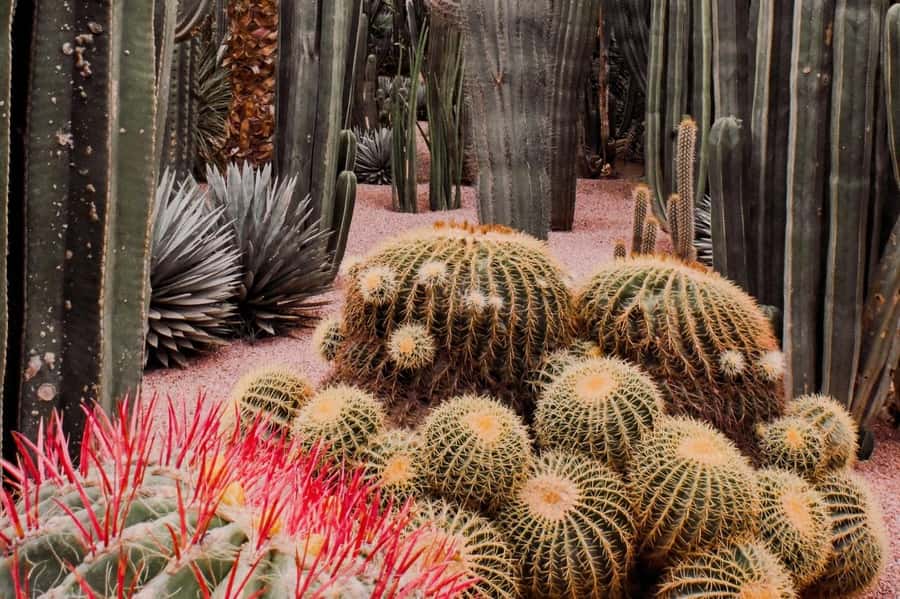 Marrakesh: Majorelle Garden Entry Tickets - How crowded is the garden?