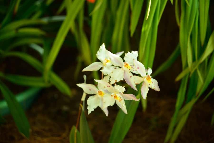 Medellín: Botanical Garden and Arvi Park City Tour - What the $85 price really covers