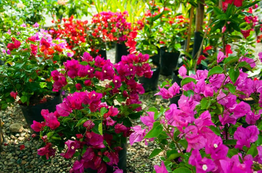 Medellín: Botanical Garden and Arvi Park City Tour - Should you book the Botanical Garden and Arví Park tour?