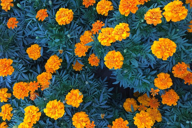 Miracle Garden & Butterfly Garden with Ticket & Private Transfers - Inside the Butterfly Garden