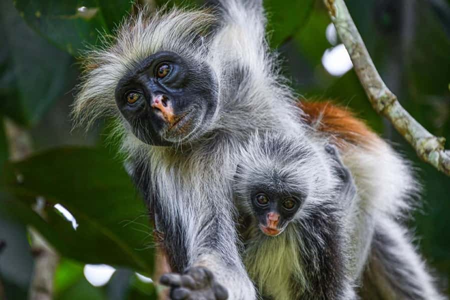 Mnemba Island, Prison Island, Secret Garden, Jozani Forest - Should you book this Zanzibar combination tour?