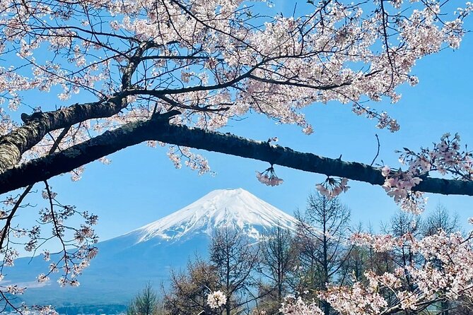 Mt. Fuji, Cherry Blossom & Shiba Sakura Pvt. Day Tour - Mt. Fuji 5th Station: the highest viewpoint on the route