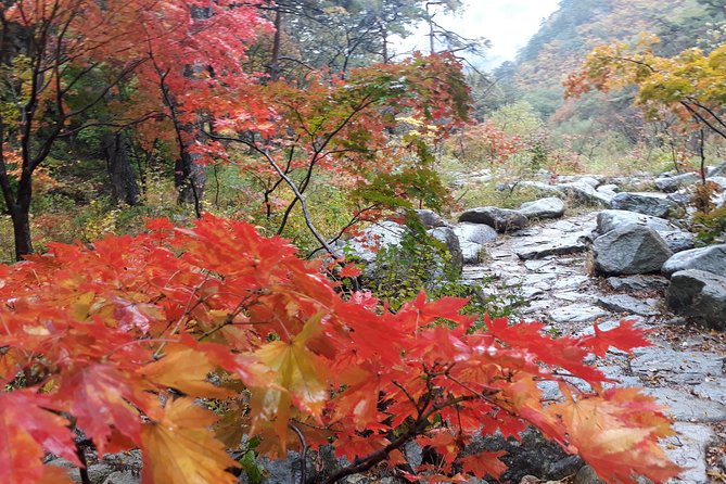 Mt. Seorak+Nami Island+Garden of Morning Calm Day Trip from Seoul - Who should book this day trip?
