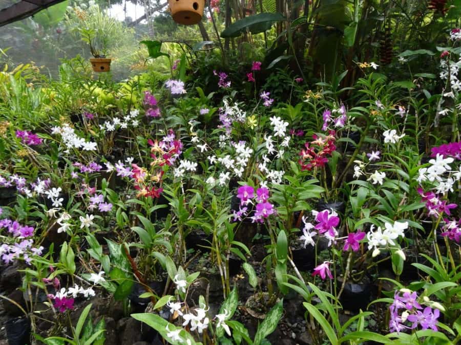 Nadi: Garden Village Hot Spring & Temple Highlights Tour - Why this six-hour Nadi tour works