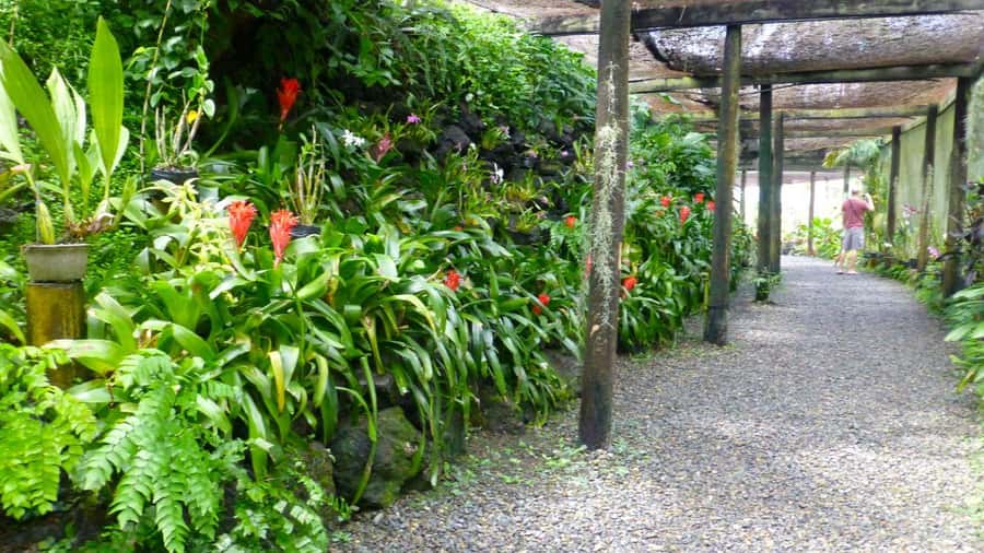 Nadi: Garden Village Hot Spring & Temple Highlights Tour - What the $75 price really includes