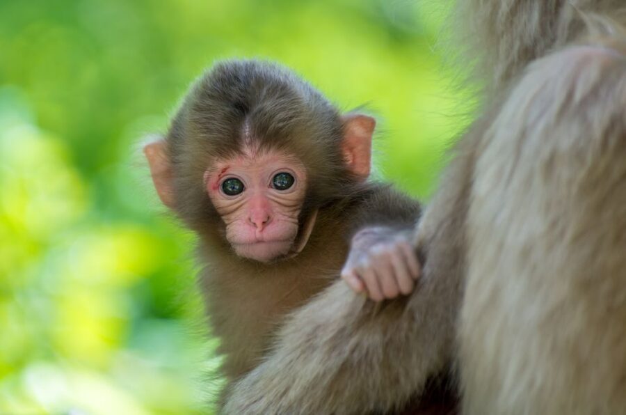 Nagano: 1-Day Snow Monkey & Cherry Blossom Tour in Spring - Key points to know before booking