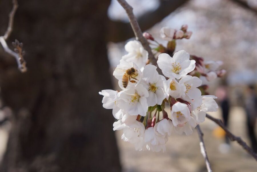 Nagano: 1-Day Snow Monkey & Cherry Blossom Tour in Spring - Why this Nagano day trip works so well