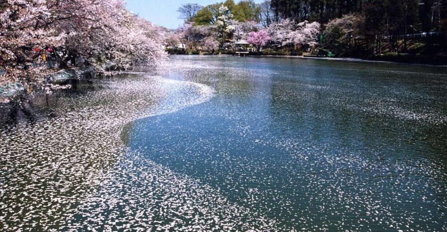 Nagano: 1-Day Snow Monkey & Cherry Blossom Tour in Spring - The walk to Jigokudani Monkey Park