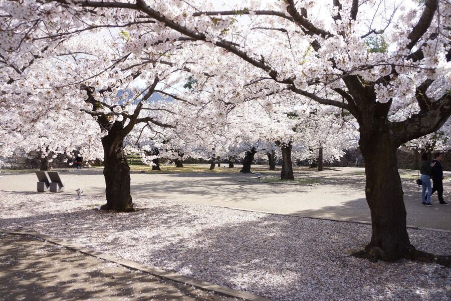 Nagano: 1-Day Snow Monkey & Cherry Blossom Tour in Spring - A proper lunch break in the middle