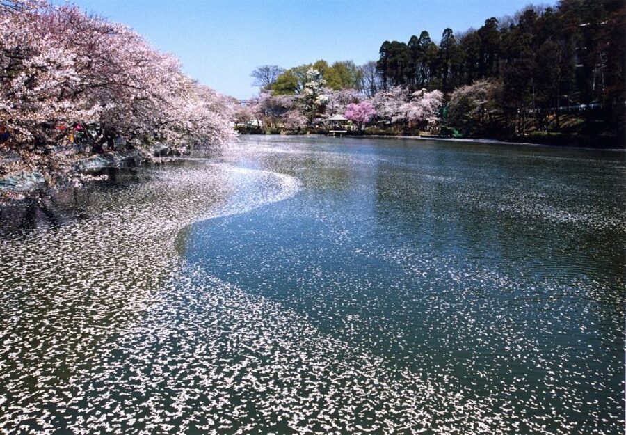 Nagano: 1-Day Snow Monkey & Cherry Blossom Tour in Spring - The guides make a practical difference