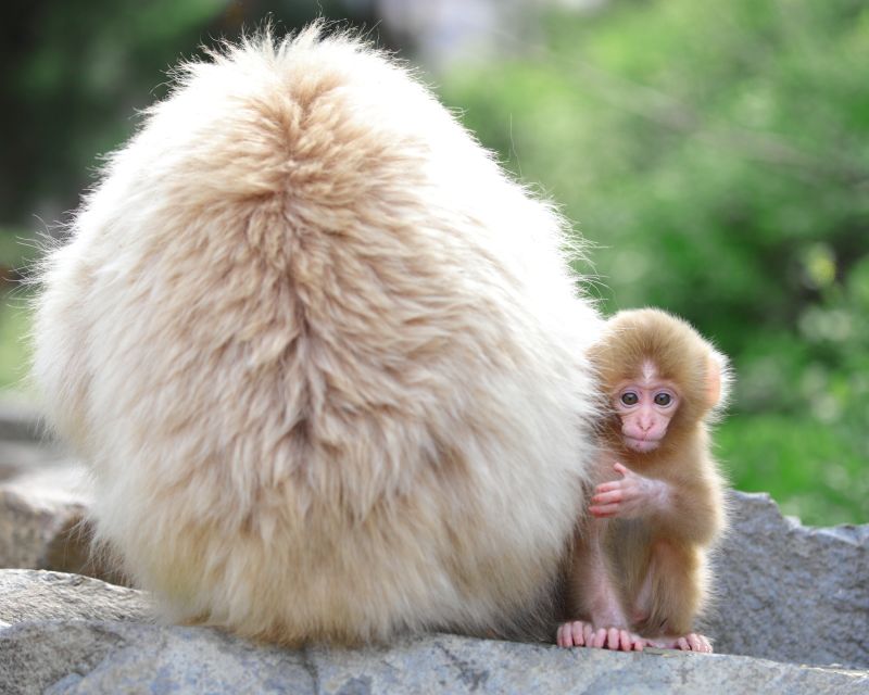 Nagano: 1-Day Snow Monkey & Cherry Blossom Tour in Spring - Meeting the group at Nagano Station