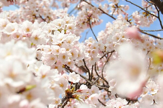 Nagano Spring: 1-Day Cherry Blossoms & Snow Monkeys Guided Tour - Walking the forest path to Jigokudani