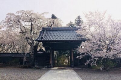 Nagano Spring: 1-Day Cherry Blossoms & Snow Monkeys Guided Tour