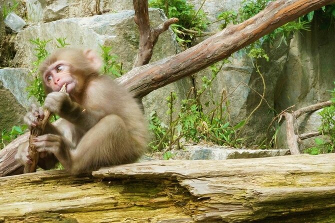Nagano Spring: 1-Day Cherry Blossoms & Snow Monkeys Guided Tour - Chasing late cherry blossoms in northern Nagano