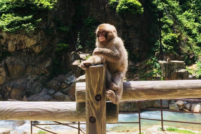 Nagano Spring: 1-Day Cherry Blossoms & Snow Monkeys Guided Tour - What happens if the blossoms are gone?