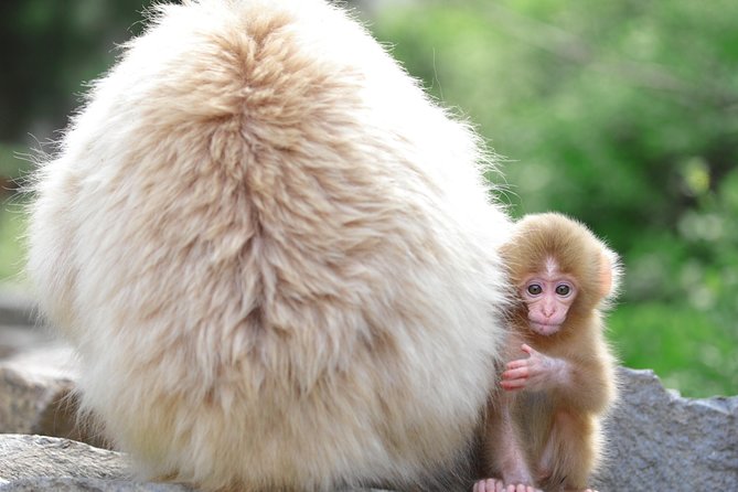 Nagano Spring: 1-Day Cherry Blossoms & Snow Monkeys Guided Tour - The guide can shape the whole day