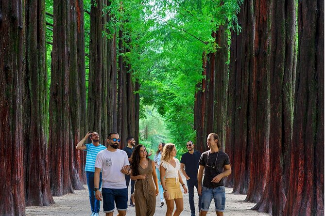Nami Island & Garden of Morning Calm & Gangchon Railbike Tour - Three countryside sights beyond Seoul