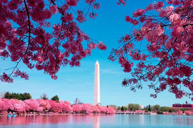 National Mall & Cherry Blossoms Tour with Optional Museum Tickets - Hotel pickup, meeting point, and planning your day