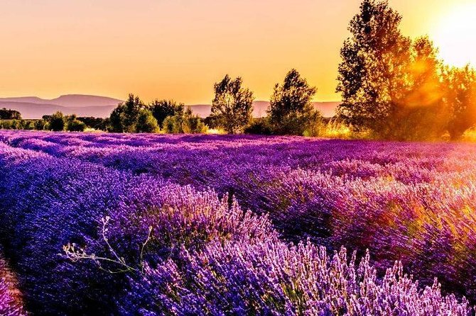Nice: Gorges of Verdon and Fields of Lavender Tour - Why this day trip is worth the long ride from Nice