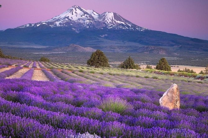 Nice: Gorges of Verdon and Fields of Lavender Tour - Castellane and the first mountain views