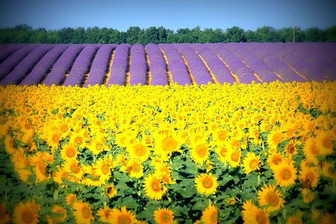 Nice: Gorges of Verdon and Fields of Lavender Tour - The Verdon Gorge: the reason to bring your camera