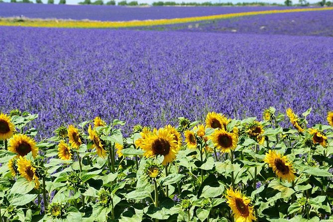 Nice: Gorges of Verdon and Fields of Lavender Tour - Lavender fields and the season problem