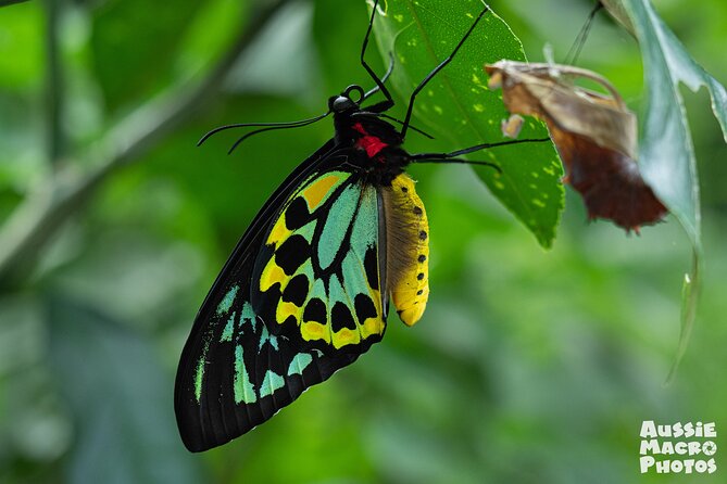 Night Walk in Cairns Botanic Gardens - Let's Go Buggin - What to bring and arrange before you go