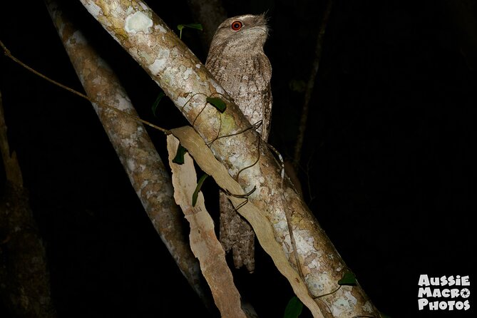 Night Walk in Cairns Botanic Gardens - Let's Go Buggin - Should you book the Let’s Go Buggin night walk?