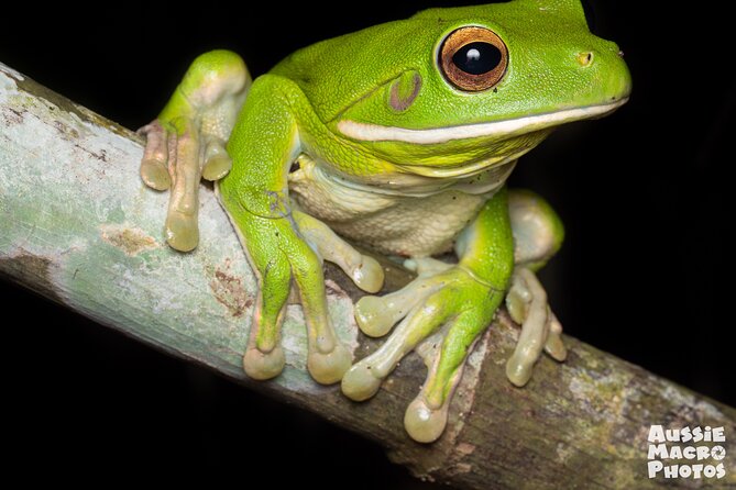 Night Walk in Cairns Botanic Gardens - Let's Go Buggin - What you may find after dark