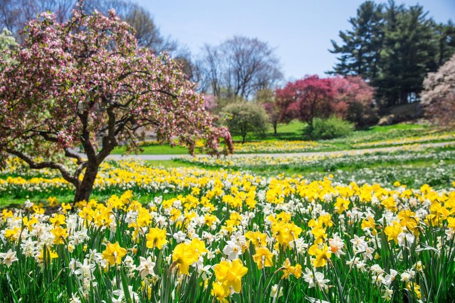 NYC: New York Botanical Garden Pass - Van Gogh’s Flowers, May 24 to October 26, 2025
