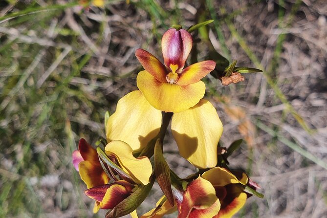 Pedals & Petals - Discovering Wildflowers Bike Tour Kings Park - The guide makes the ride more than a bike rental