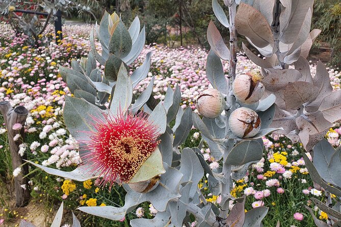 Pedals & Petals - Discovering Wildflowers Bike Tour Kings Park - Who will enjoy this Kings Park tour?