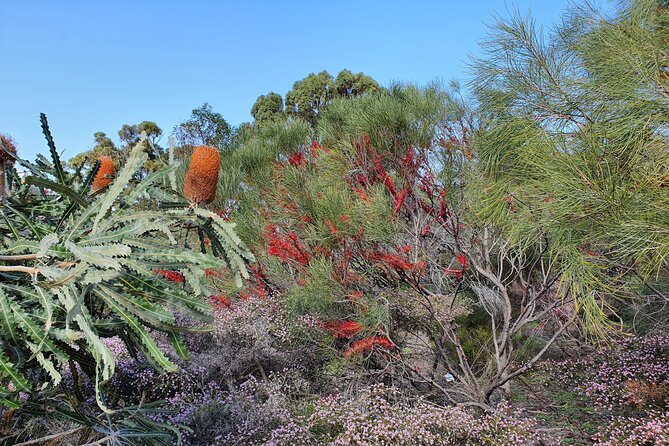 Pedals & Petals - Discovering Wildflowers Bike Tour Kings Park - Wildflowers, orchids, and quiet bush paths