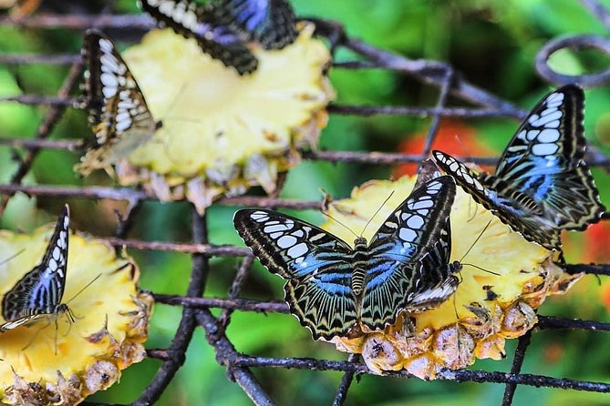 Penang Round Island Tour With Tropical Spice Garden & Entopia Butterfly Farm - What the private vehicle changes