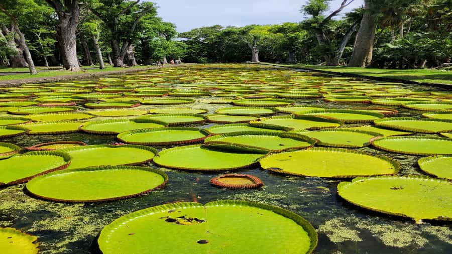 Port Louis Market, Botanical Garden -Northern Mauritius Tour - Caudan Waterfront and Fort Adelaide