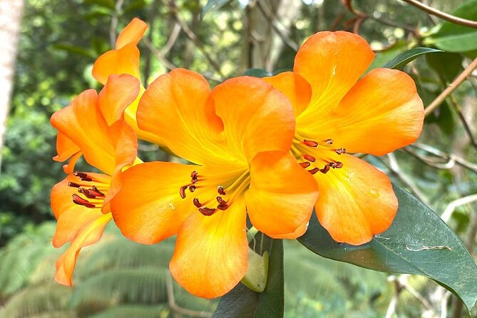 Princeville Botanical Gardens Tour and Chocolate Tasting Ticket - The cacao grove and raw chocolate