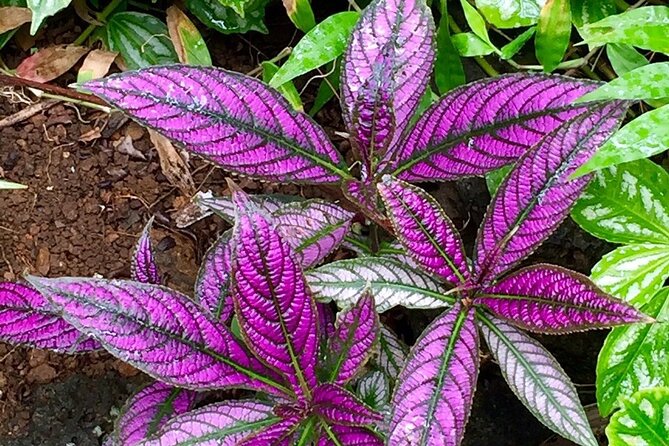 Princeville Botanical Gardens Tour and Chocolate Tasting Ticket - The shaded tasting session